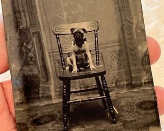 Tin Type of Boxer on Chair