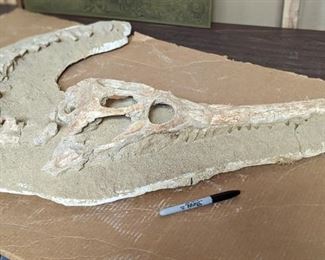 Fossil croc skull with sharpie for scale (it's big!)