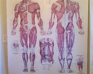 42 inches width and 63 inches long year 1983 anatomically 