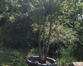 LARGE PALM TREE