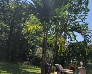 LARGE PALM TREES