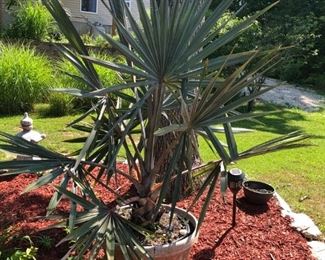 LARGE PALM TREE