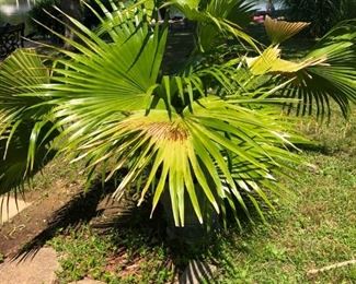 LARGE PALM PLANT