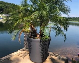 LARGE PALM TREE