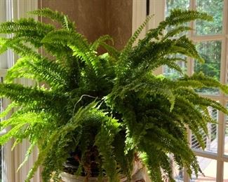 Gorgeous Healthy Puff Fern