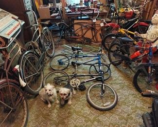 BLACK PHANTOMS,PANTHER,MEAD RANGER,BLUE LINCOLN,BLUE HARO INVERT HUFFY DR. SHOCK,YELLOW HARO REYO,CHROME MX FREE SPIRIT,BLACK HARO AGGRO FREESTYLE