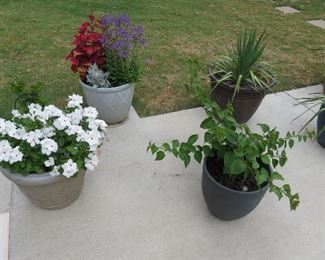 Live plants