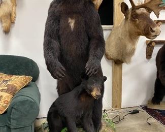 Full Bear Mount with Mother and Cub