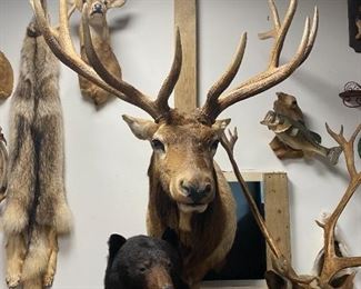 Trophy 13 Point Bull Elk