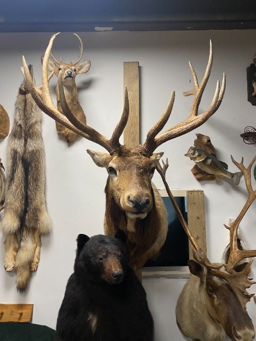 Trophy 13 Point Bull Elk