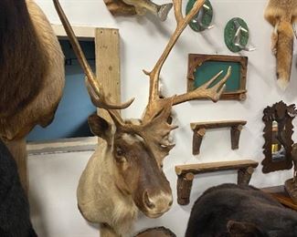 Irregular Caribou Mount