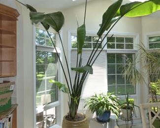 Tall plant (other are not for sale)