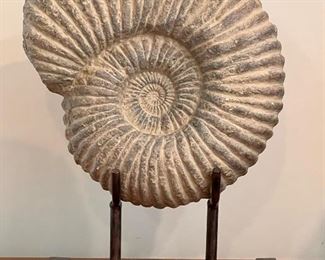Large Decorative Composite Shell 