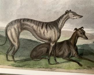 Hand colored engraving of two Whippets in line