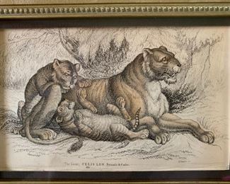 Triptych of Wild Cats Framed Under Glass