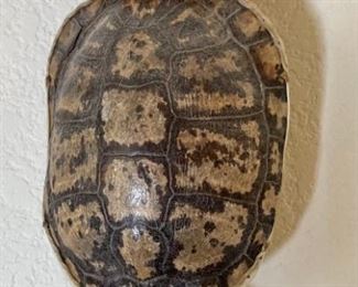 Navajo Curtis Bitsui Ceremonial Turtle Shell Rattle Native American Artist Made	24in Long	
