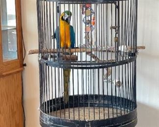 Huge Bird Cage with Parrot Taxidermy	71 x 30 x 30in	HxWxD
