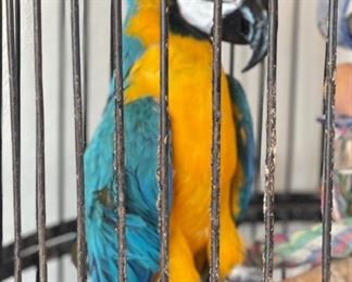 Huge Bird Cage with Parrot Taxidermy	71 x 30 x 30in	HxWxD
