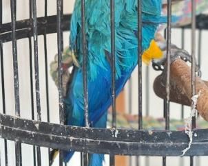 Huge Bird Cage with Parrot Taxidermy	71 x 30 x 30in	HxWxD
