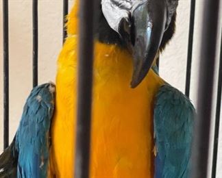 Huge Bird Cage with Parrot Taxidermy	71 x 30 x 30in	HxWxD
