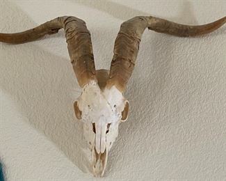 Goat Skull	16 x 20in	
