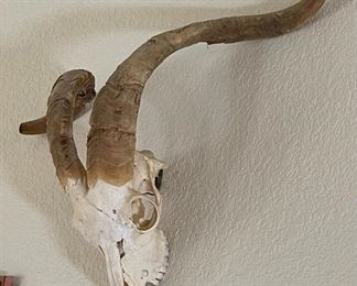 Goat Skull	16 x 20in	
