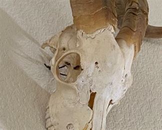 Goat Skull	16 x 20in	
