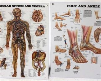 49 - 1986 Anatomy posters 20 wide x 26 tall
