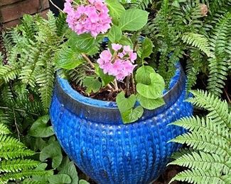 Potted Hydrangea