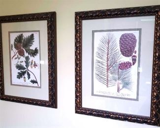Framed Botanical Prints