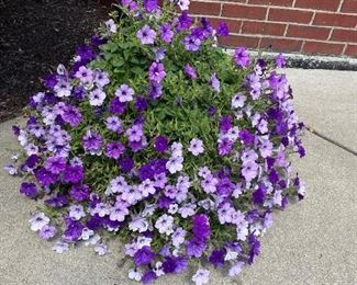 Purple floral in garden pot,   $20