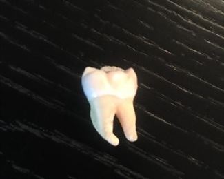 HUMAN TOOTH.