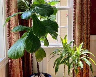Assorted houseplants