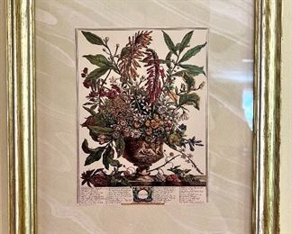 Botanical of the Month - January