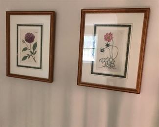 BOTANICAL PRINTS