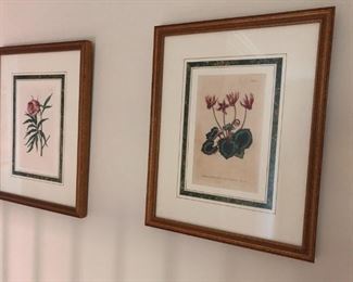 BOTANICAL PRINTS