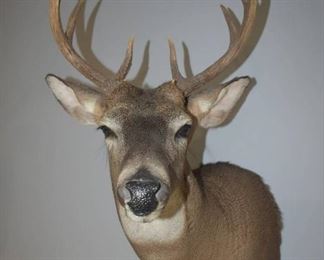 White Tail Der Trophy Shoulder Mount