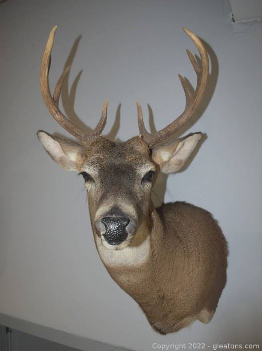 White Tail Der Trophy Shoulder Mount