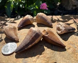 Mosasaurus Teeth!