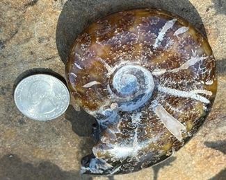Ammonite