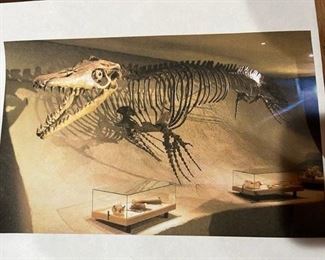 Mosasaurus was a ferocious predator in the ancient oceans of the Cretaceous period (145.5 million to 65.5 million years ago). While dinosaurs dominated the land, Mosasaurus used its long tail and stumpy, paddle-like limbs to cruise through the water, devouring all kinds of prey with its massive jaws and sharp, cone-shaped teeth.