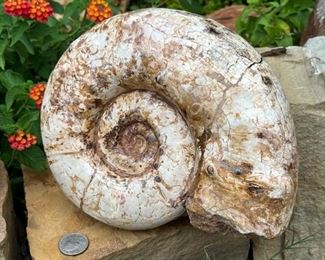 Large Ammonite from Madagascar!