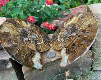 Large Sliced Ammonite!