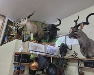 Numerous African Taxidermy Mounts