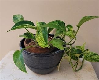 Live Potted Plant