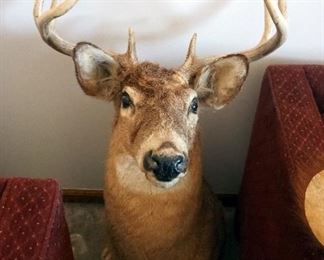 Taxidermy 8 Point Buc