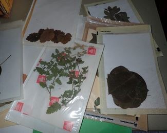 HUNDRED'S OF PRESSED FLOWERS LABELED AS TO WHAT THEY ARE.