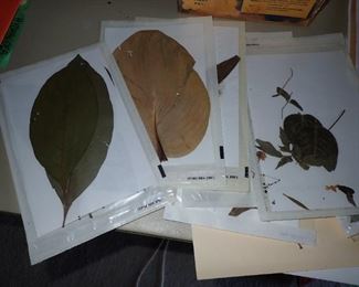 HUNDRED'S OF PRESSED FLOWERS LABELED AS TO WHAT THEY ARE.