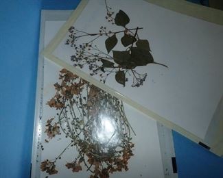 HUNDRED'S OF PRESSED FLOWERS LABELED AS TO WHAT THEY ARE.