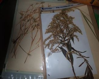 HUNDRED'S OF PRESSED FLOWERS LABELED AS TO WHAT THEY ARE.